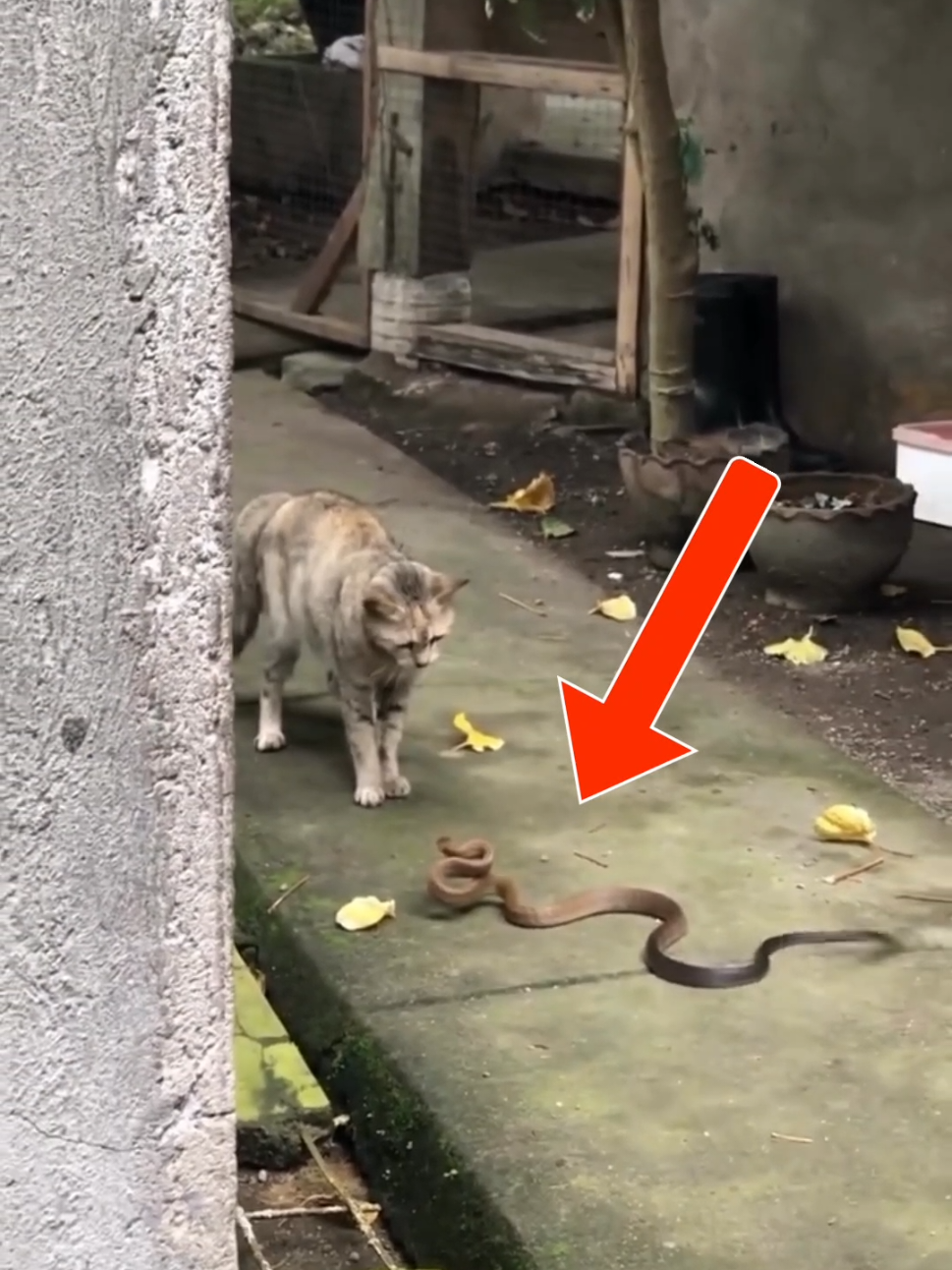 Nem a cobra acompanha esse reflexo #curioso #bichos #animais #gatos 