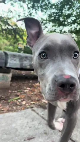 Sweet Cleo up for adoption   #adoptdontshop  #pittiesoftiktok #rescue 