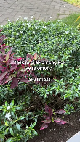 oke baik limbat😄 #kediri #fypシ #katakata #kediri24jam #jawapride 