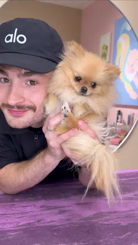 The SMALLEST Pom known to mankind  . #dogs #doggrooming #dogsbylogan #cutedogs #pomeranian 