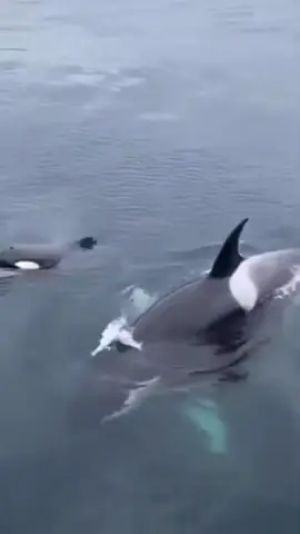 #orca #orcas 