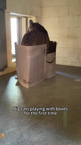 no cat can resist a box 🐯📦 #tiger #fyp#foryou #box #funny  