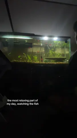 As you watch you begin to learn their swimming patterns and behaviors. Very interesting creatures #fish #aquarium #fishtok #fyp 