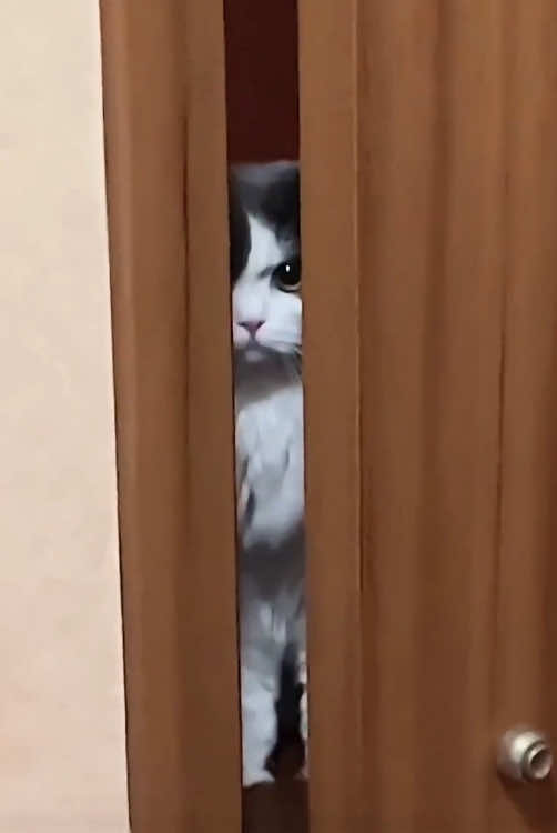 The cat is jealous🐱#cat #catsoftiktok #funny #funnyvideos 
