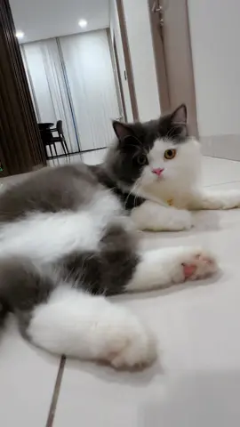 #my_little_kittens #cat #fyp 