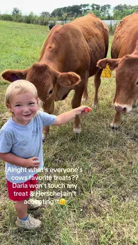 Give me all your treat suggestions!!  #limousincattle #smallfarmlife 