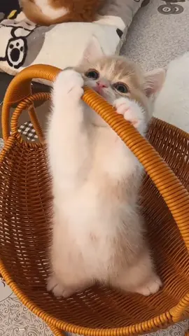 #viral #cute #fypシ #kitten #creatorsearchinsights #猫好きさんと繋がりたい 