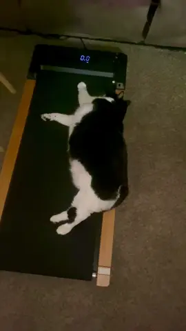 #cat #catsoftiktok #catsoftiktok 