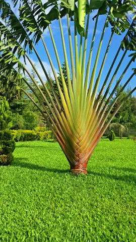  The best place to find God is in a garden. You can dig for him there#garden #landscape #kalenjintiktokers #kenyansinaustralia🇰🇪🇦🇺 #kenyansinuk🇬🇧🇬🇧 