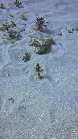 two for one special  miter and a calcified marlin spike auger  #hawaii #fyp #seashells 