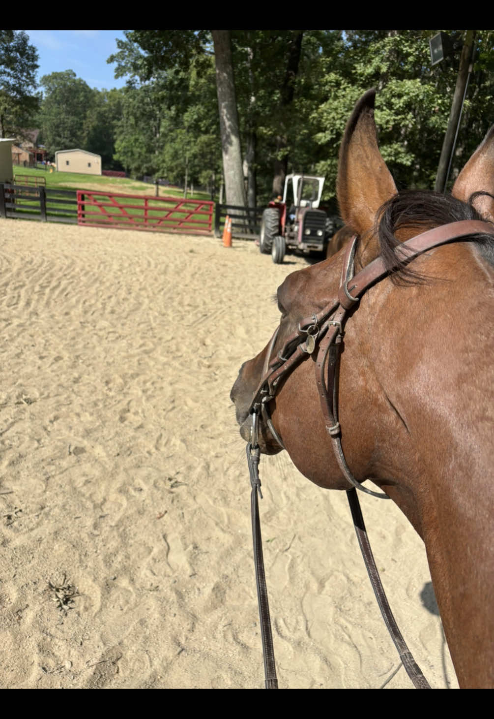 Shadowfalls gelding is prepping for a show! He’s a honest, gentle, tank in the ring. Super excited to see how he does this fall! #equine 