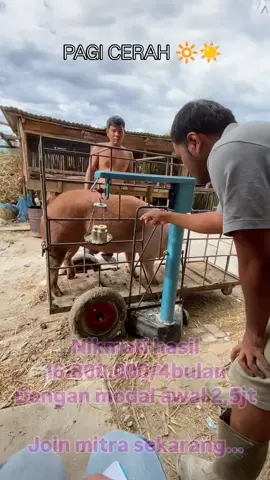 🐖 Sistem Titip Farm Babi 1. Pendaftaran & Penitipan Calon penitip memilih paket ternak sesuai kebutuhan. Proses dicatat resmi agar lebih transparan. 2. Perawatan & Pemeliharaan Ternak dirawat oleh tim profesional. Pakan bergizi, kandang higienis, dan kesehatan ternak terpantau rutin. 3. Monitoring Berkala Penitip bisa mendapatkan laporan perkembangan (foto/video/rekap). Semua dilakukan secara terbuka agar penitip merasa aman. 4. Panen & Pembagian Hasil Saat babi siap panen, hasil penjualan dibagi sesuai perjanjian. Penitip mendapat keuntungan sesuai jumlah ternak yang dititipkan. 5. Opsi Perpanjangan Setelah panen, penitip bisa melanjutkan dengan titip ternak baru. Sistem fleksibel, bisa untuk jangka pendek maupun panjang. --- 📲 Mau coba sistem ini? Hubungi WA/DM untuk info detail & paket titip farm yang tersedia.  #fyp  #viral  #titipfarm #ternakbabi #investasiternak