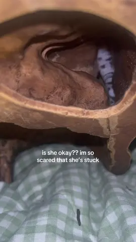 I don’t know what to do #help #exoticpets #leopardgecko #fyp #emergency 