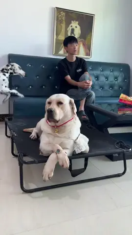 😂 #Goldenlabrador  #Dongsoftiktok 