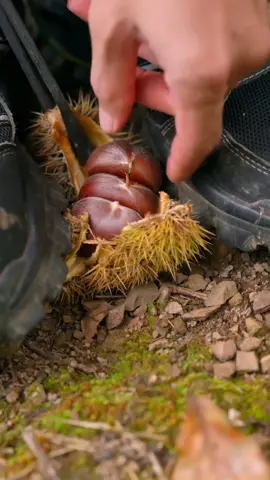 #chestnuts 