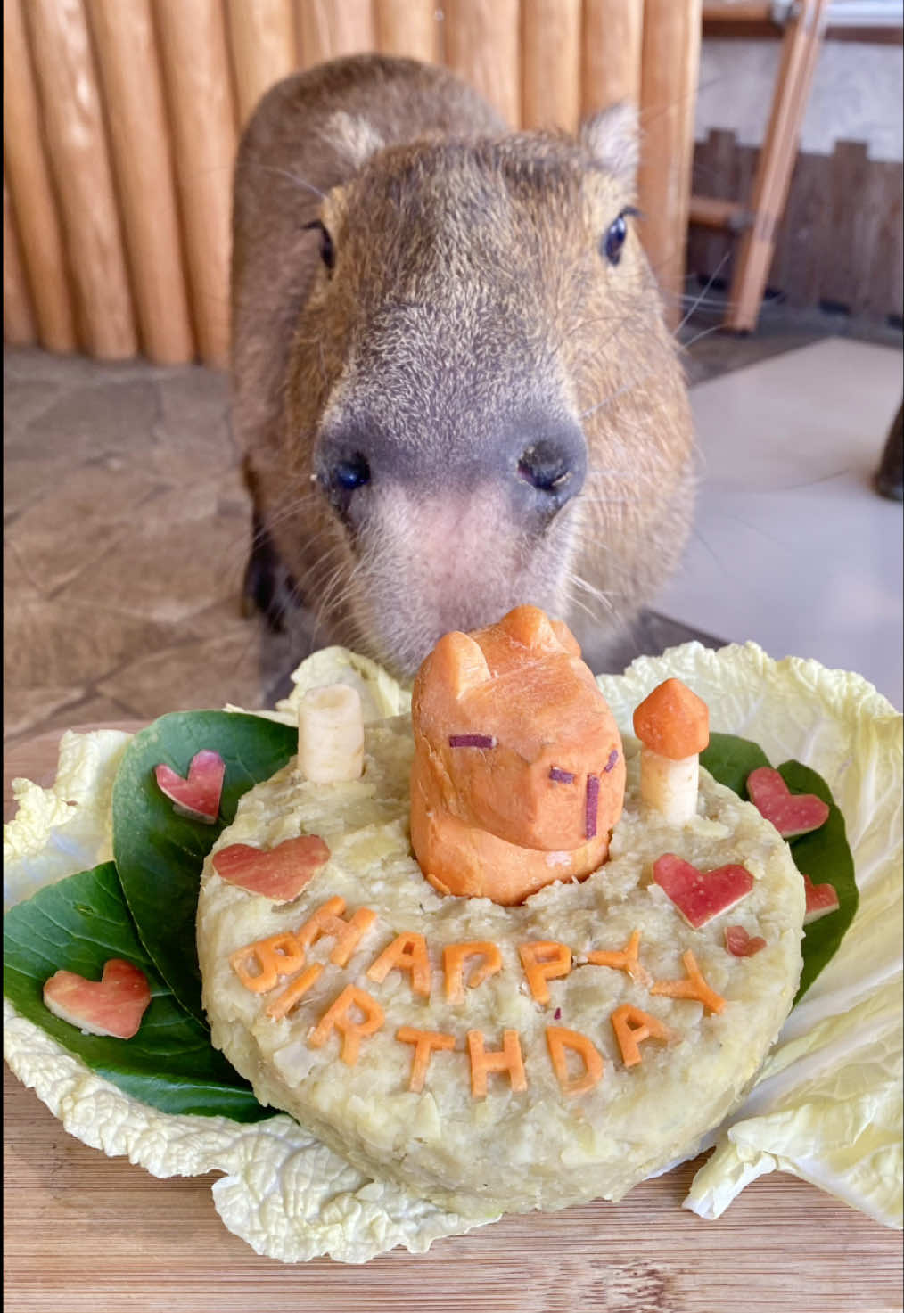 ＼Happy birthday Sai !!!!／ 本日でアニミルお台場店に登場しているカピバラのサイくんが、3歳を迎えました❣️ サイくんはシャイなので…👉👈 スタッフ達とお誕生日パーティーを開催しました✨ 改めて、3歳のお誕生日おめでとう🎂🎊🎉 素敵な1年にしようね‼️ #アニミル #アニミルお台場 #animel #カピバラ #capybara 