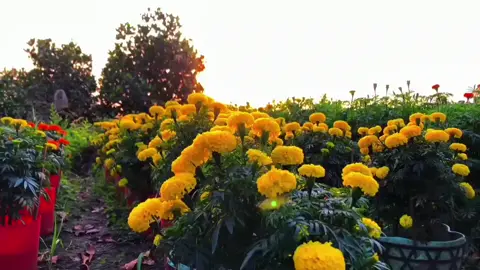 Tết rồi nha #tet #2026 #xuhuong #CapCut #viralvideo 