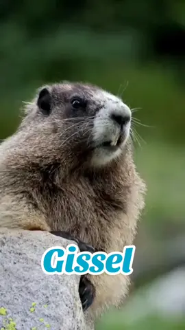 #VoiceEffects #foryoupage❤️❤️ #ardillaquegrita #nombre #gissel