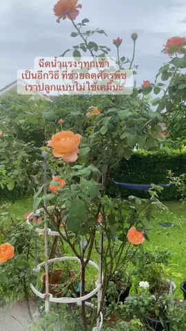 #สายพันธุ์กุหลาบที่เลี้ยงง่าย #คอนฟิชัวร์ #วิธีลดศัตรูพืช 