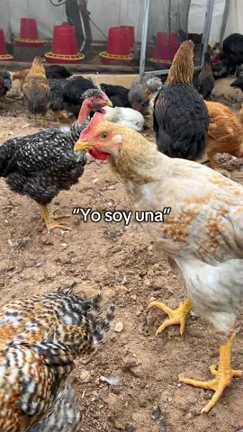 Haciendo control de calidad!🍗🍲..!!! 🐔Pero a qué costo 😖😢🍲🤤😋 Hacemos envíos a todo el Perú 🇵🇪  #criandina #avicola #fyp #humor #granja 