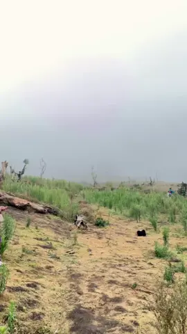 kembali pulih ya hutanku 🌲 #fyp #viral #nature #foryoupage 