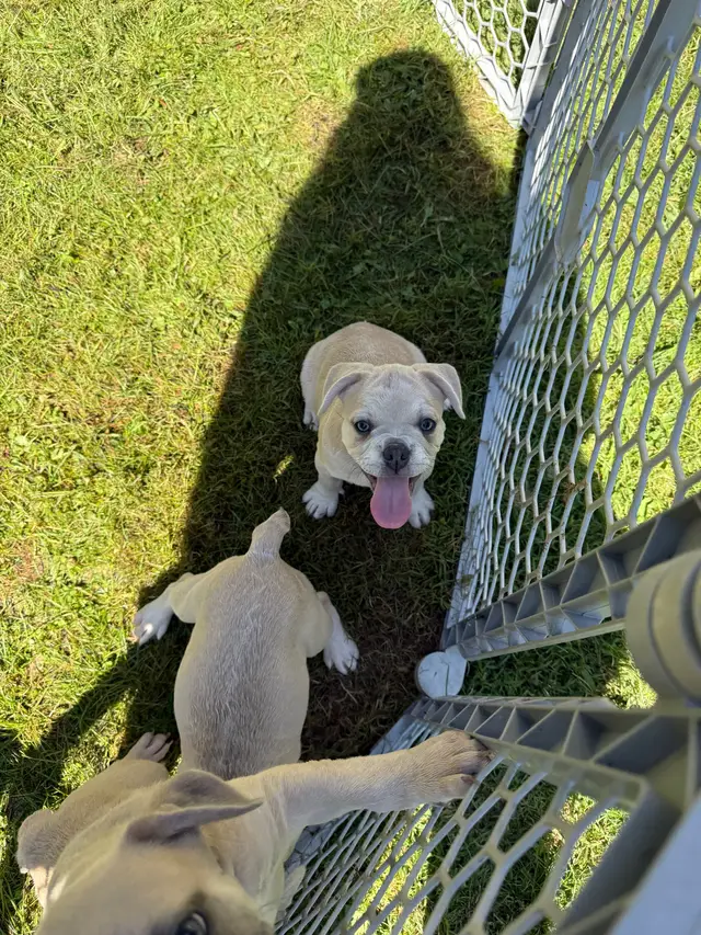 7/8 Frenchtons 2 Lilac Fawn males with lilac masks!  2 Platinum females with white markings  CKC registered  2 sets of shots, worming Location: WV  Get that French bulldog look without the breathing & health issues! Lovable babies up for discussion! Make wonderful service dogs!  #frenchtons #puppies #dog #frenchbulldog #farmfreshfrenchies @Spacely GH. Frenchies 