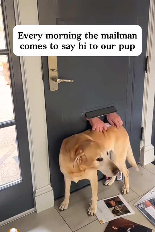 The dog and the delivery person became friends 😂😂#dog #delivery #funny #usa #funnyvideos 