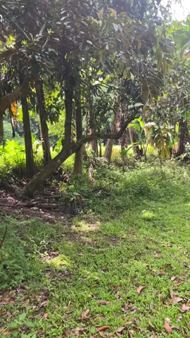 Morning glory#fyp #nature 