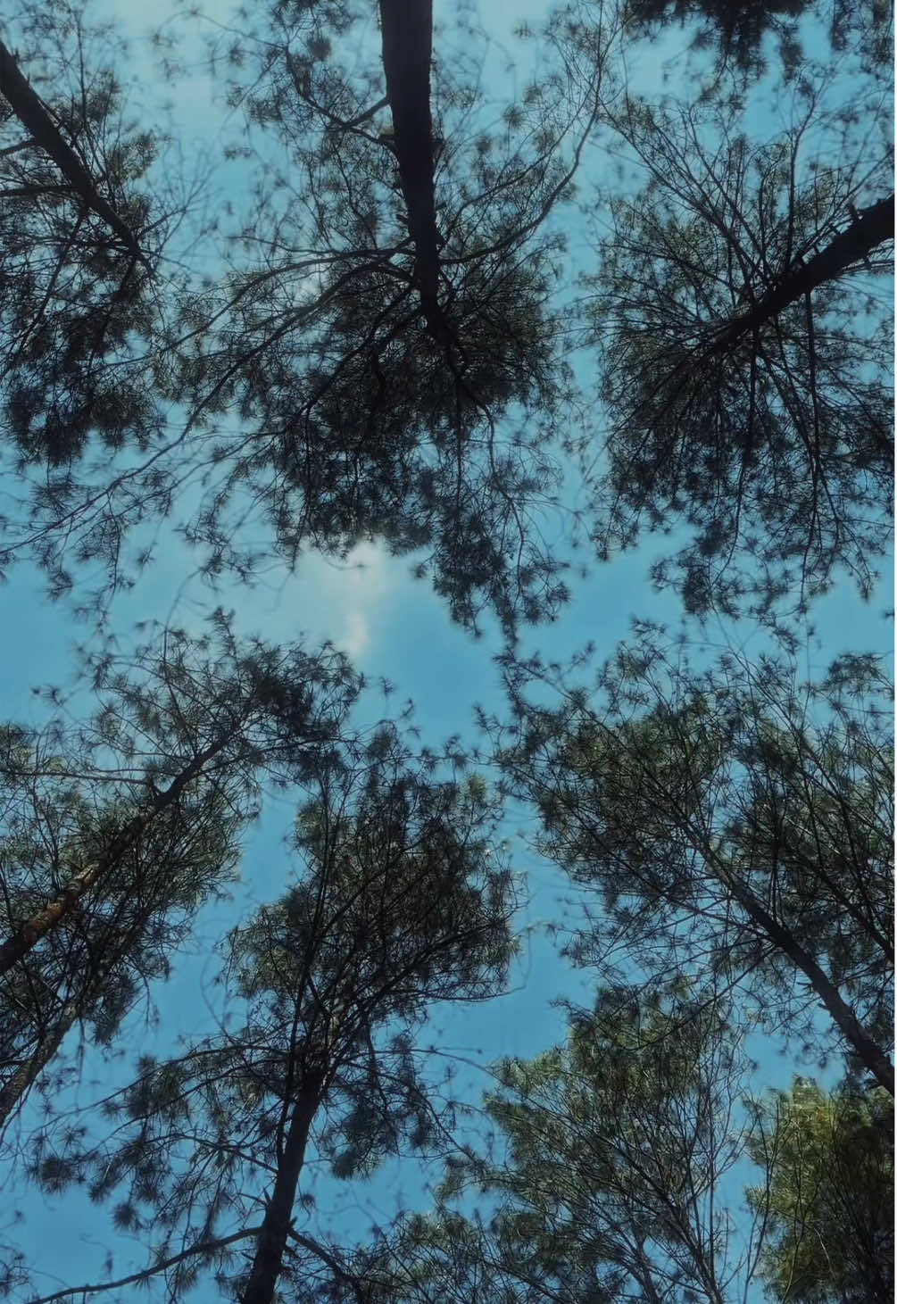 GHL SMP NSA #hutanpinus #novoamor #outbond #fyp #gunung  @Alas Veenuz Trawas 