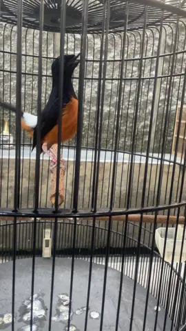 Debutan baru lagi Pastol f4 #KINGSLAYER alhamdulillah sudah ada ktp 🥰 belajar dan terus belajarr 🙏🏽#muraibatu #kicaumania #fyp #fyppppppppppppppppppppppp 