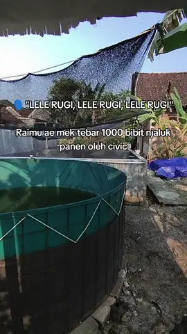 Gerang kok koplak 🤣 #fyp #budidayalele #peternaklele #peternakmuda #Dewafarmindonesia 