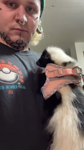 Enjoy some skunk noises 