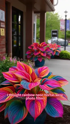 #plants #seeds #hosta 