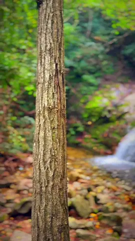 Nature Sound for Relaxation 65 Flowing Water #naturerelaxation #watersounds #flowingwater #nature 