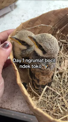 😩 day 1 due bocil tinggal bojo kerjo #cendet #cendetmaniaindonesia #burungcendet 