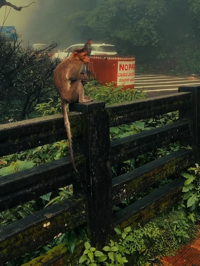 journey morning time  #tamilbgmlove #naturelover #snow #lovenature #srilankan_tik_tok🇱🇰 