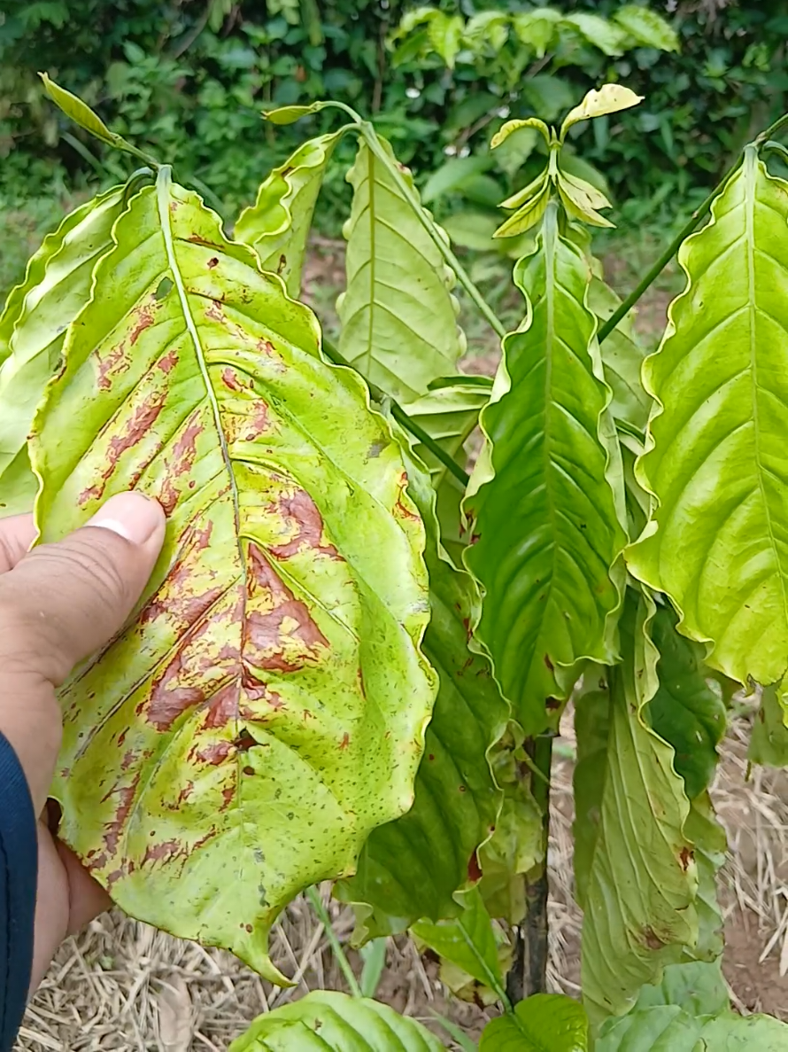 bộ rễ cà phê bền , khả năng sống và chống chọi với thời tiết khí hậu đất đai của cà cây cà phê tốt lắm, ae đừng vội nhổ bỏ khi thấy cây nhà mình bị vàng lá rụng lá. #nongnghiep #caphe #xanhlun #nongdan #xuhuong 