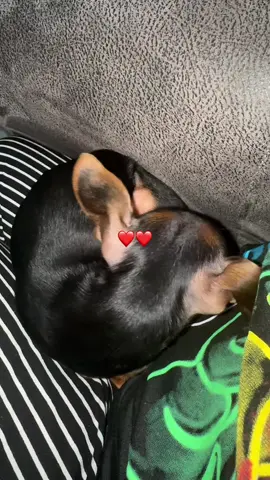 #chihuahua#chihuahuastiktok#chihuahuapuppy#fypシ゚viral#fypppppppppppppp 