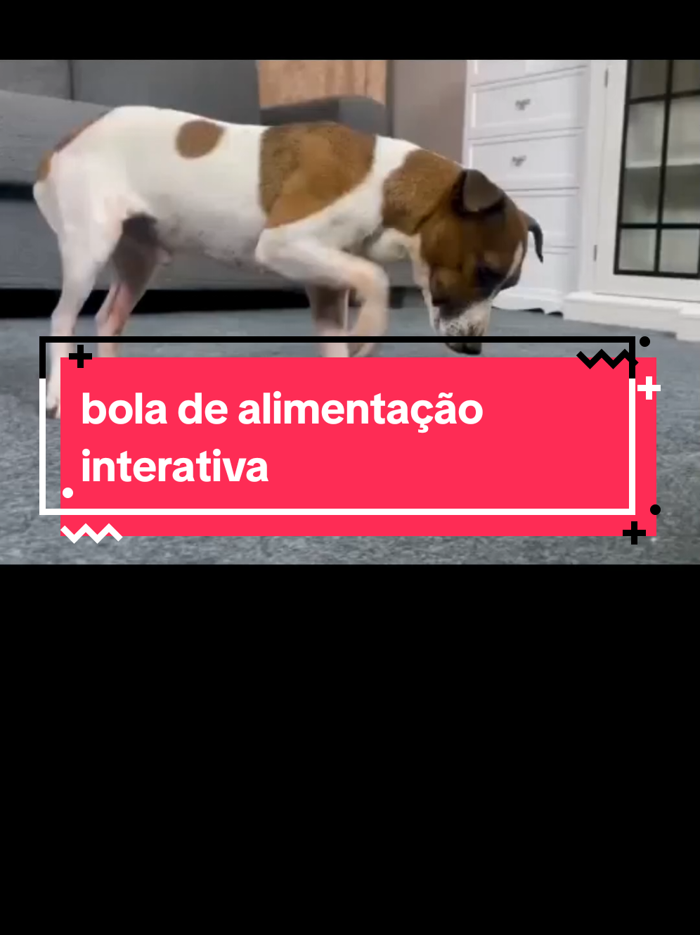 Bola de alimentação interativa para cachorro. #bola #cachorro #pet #alimentacao #interativo 