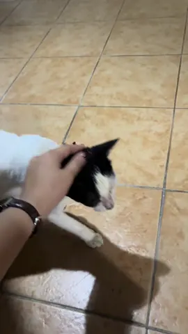 saw this preggy cutie in our training accommodation #straycats #catsofttiktok 