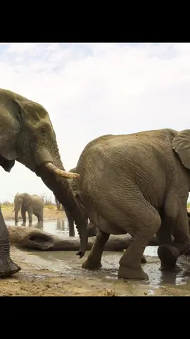 #elephant #animalsworld #nature #wildlifevideo #foryoupage 
