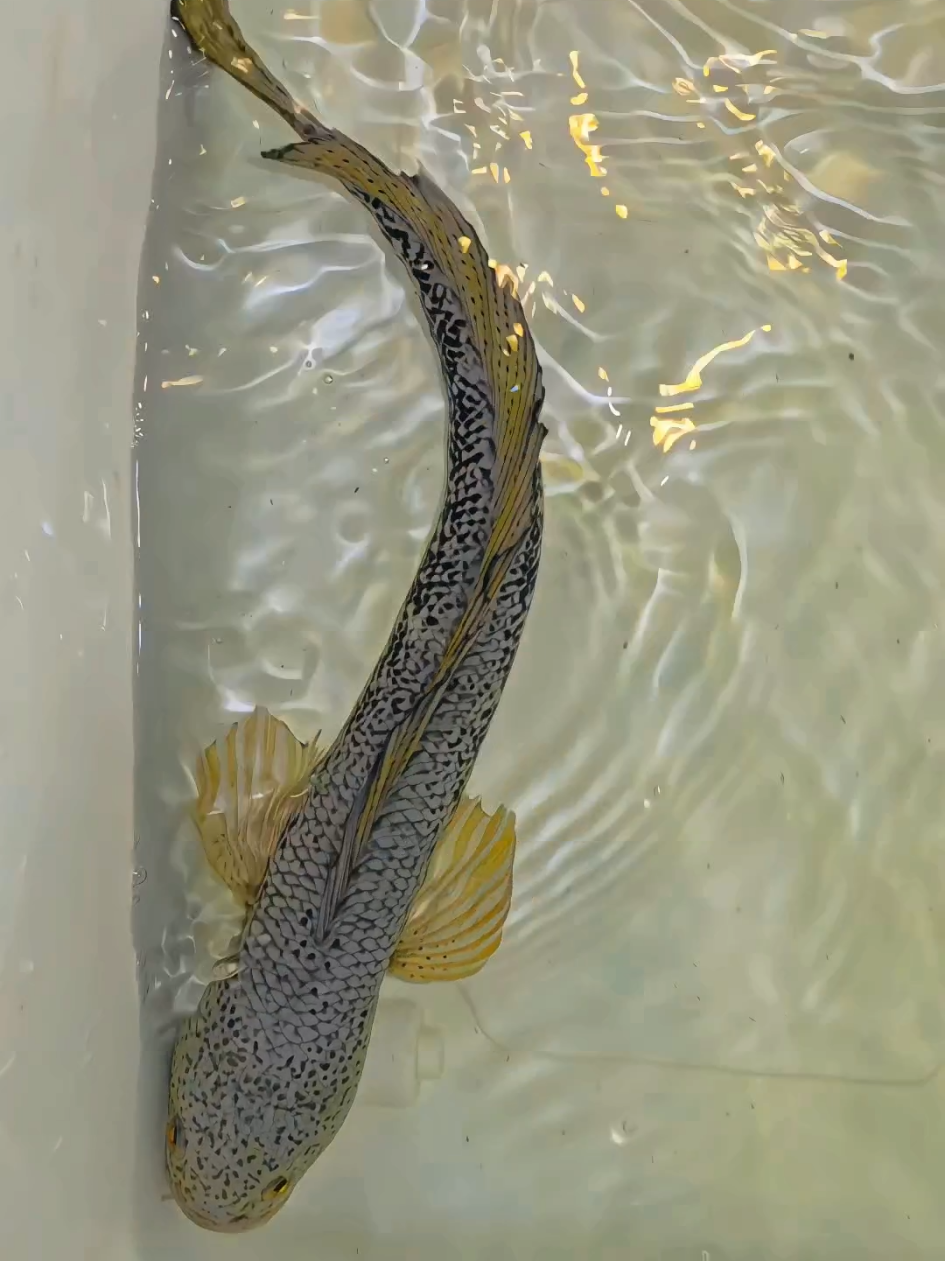 Hidup lebih indah ketika kita dekat dengan makhluk seanggun ini.🥰😍 #ikanpredator #predatorfish #ikanhias #aquarium #fishtank #hobby #channa #snakehead #channabarca 