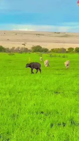 Detik detik induk kerbau melawan 4 singa demi anak nya #fyp #viral #kerbau #singa 
