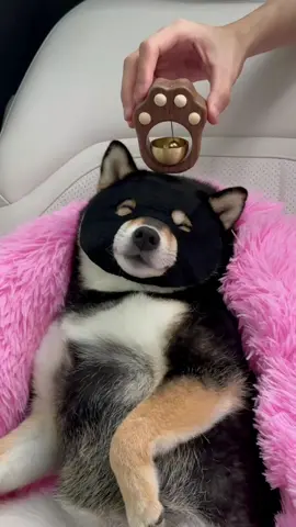 Road Trip SPA🚘 #littlemanyu #dogsoftiktok #dogs #spa #shibainu #manyuland #asmr #shibainumanyu #cute 