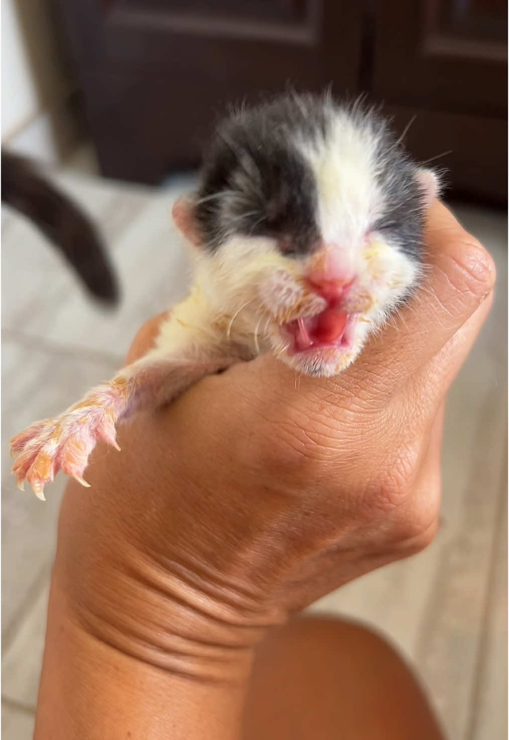 You & me Skippy! #kitten #survivor 