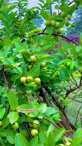 #fyp #foryou #foryoupage #viral 