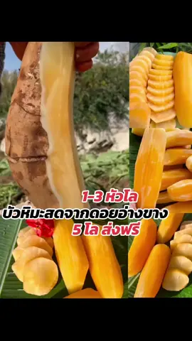 #บัวหิมะ #บัวหิมะดอยอ่างขาง #บัวหิมะสด 