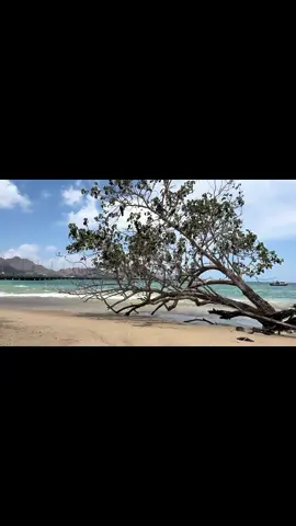 Mari bersantai di Pantai_ala sih Komodo Dragon dengan hempasan ombak. Dirimu kapan …? #Komododragon  #7wondersoftheworld  #komodonationalpark  #labuanbajonttpride🏝🔥fypシ  #pesonaindonesia 