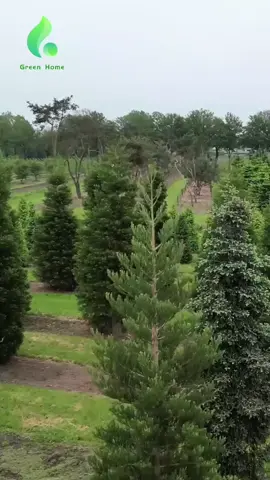 Genera dinero con la empresa Green Home 🌲🇵🇪🌎 con la compra de un árbol virtual y en la vida real lo siembran. #picharivraem🌲🌲 #greenhome #invierteygana Requiere más información dejame un mensaje vamos formando un gran equipo. 