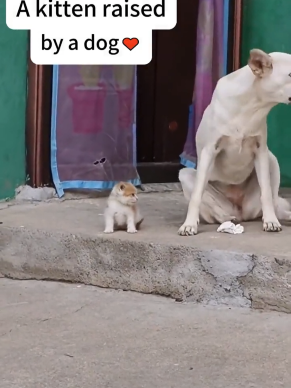 Ketika Teman Ter-Baik adalah Musuh Mu, Gimana Rasanya#komedi #fyp #kucing #vitamin 